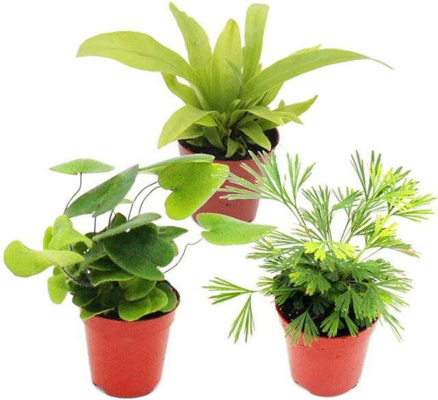 Exotenherz Mini Farn Trio Set mit 3 verschiedenen Arten, Grün, Topfpflanzen für Innenräume - Bild 1