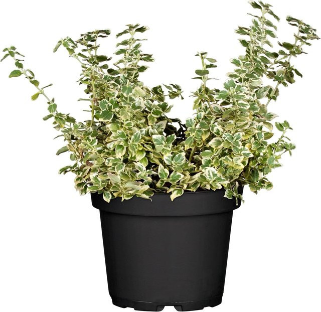 Euonymus fortunei Helix Emerald Gaiety Kriechspindel als Bodendecker und Kletterstrauch, Weißbunt, Topf-Ø: 9 cm - Bild 1