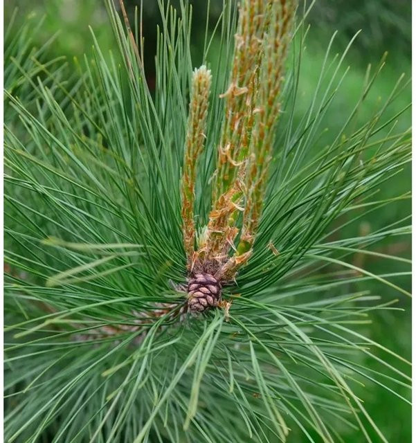 Amerikanische Rotkiefer Pinus resinosa von Nr-01.de, Höhe: 40-50 cm - Bild 1