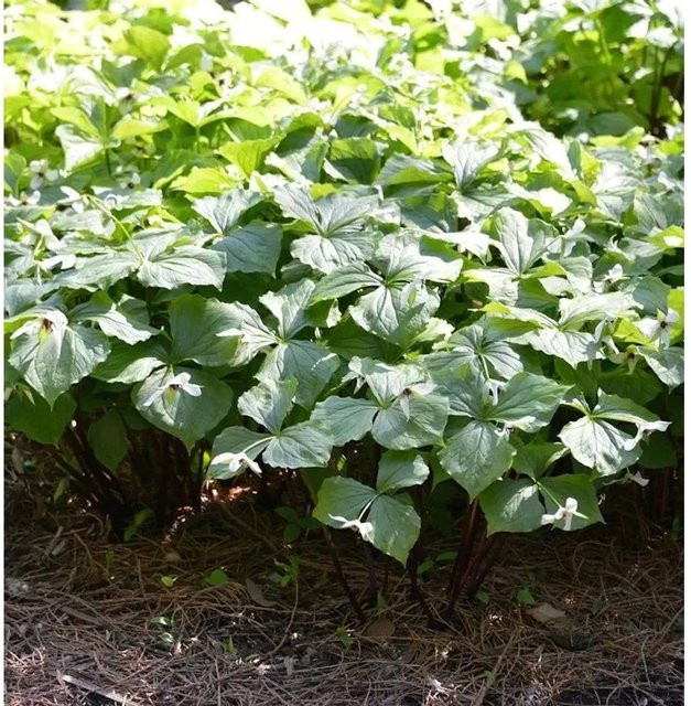 Trillium viride Gelbblütige Waldlilie als mehrjährige Gartenpflanze von Nr-01.de - Bild 1