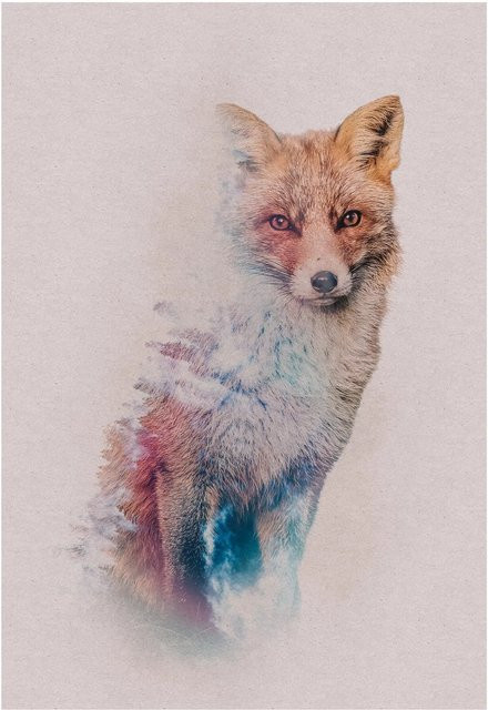 Komar Wandbild Animals Fox Paper Poster, Multicolor, Breite: 50 cm, Höhe: 70 cm - Bild 1
