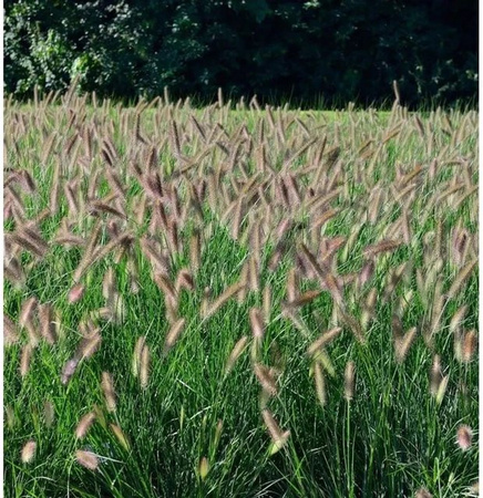Lampenputzergras Hameln Pennisetum alopecuroides im großen Topf von Nr-01.de, grün