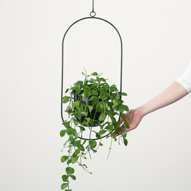 Dischidia Ruscifolia Pflanzampel von BLUME2000, grüne rankende Pflanze für helle Standorte - Bild 1