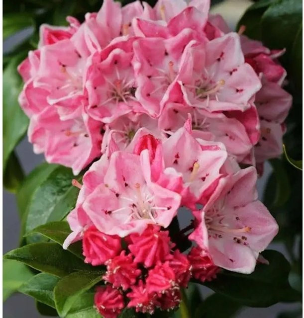 Berglorbeer Olympic Fire Kalmia latifolia in Pink, Zierstrauch für den Garten - Bild 1