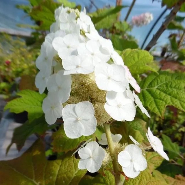 Arborix Eichenblättrige Hortensie Snow Queen Hydrangea quercifolia mit weißer Blüte und Herbstfärbung im Container, Höhe: 30 bis 40 cm - Bild 1