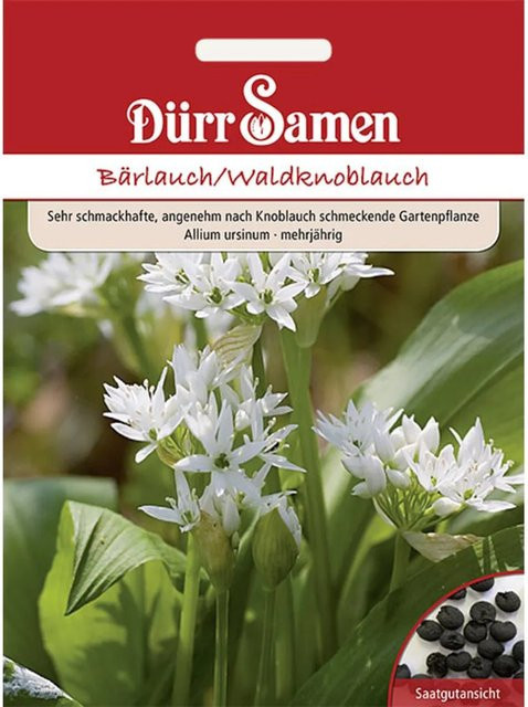 Dürr Samen Bärlauch Waldknoblauch Saatgut - Bild 1