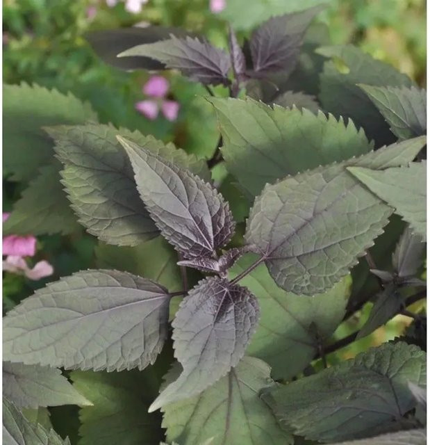 Eupatorium rugosum Wasserdost Chocolate als mehrjährige Schnittpflanze für den Garten - Bild 1