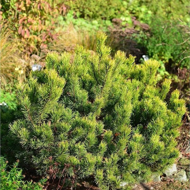 Gelbe Zwergkiefer Ophir Pinus mugo in Gelb und Grün, Höhe: 30-40 cm - Bild 1