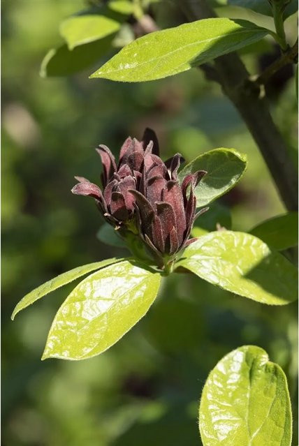 Calycanthus Floridus Gewürzstrauch Aromatisch Pflanzen für dich Höhe: 60–80 cm - Bild 1