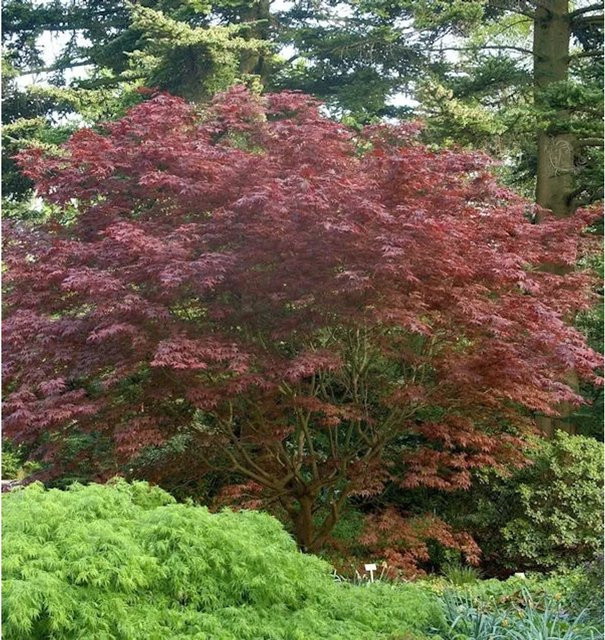 Japanischer Fächerahorn Acer palmatum Rhode Island Red von Nr-01.de, Höhe: 30-40 cm - Bild 1