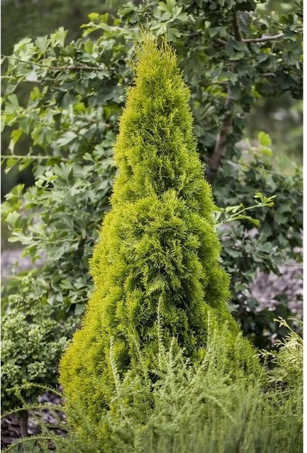 Thuja occidentalis Golden Smaragd Pflanze von Pflanzen für dich, Höhe: 60-80 cm - Bild 1
