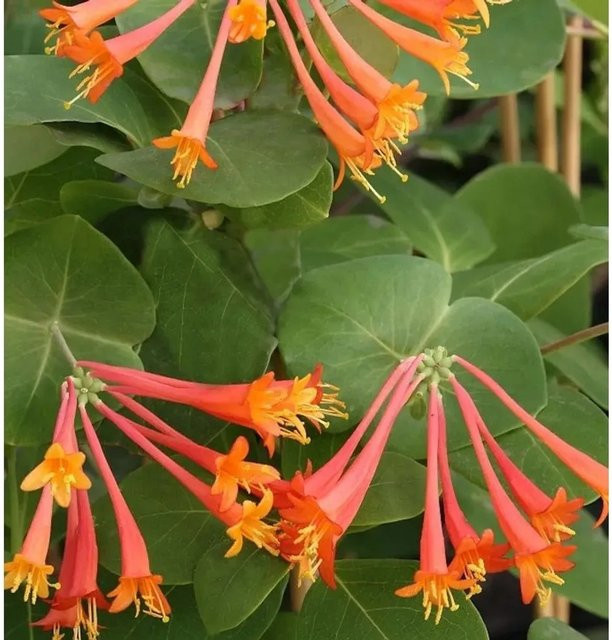 Rote Geisschlinge Dropmore Scarlet Lonicera brownii Kletterpflanze 100-125 cm - Bild 1