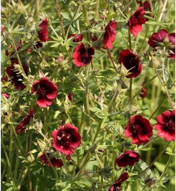 Fingerkraut Monarch's Velvet Potentilla thurberi als mehrjährige Gartenpflanze - Bild 1