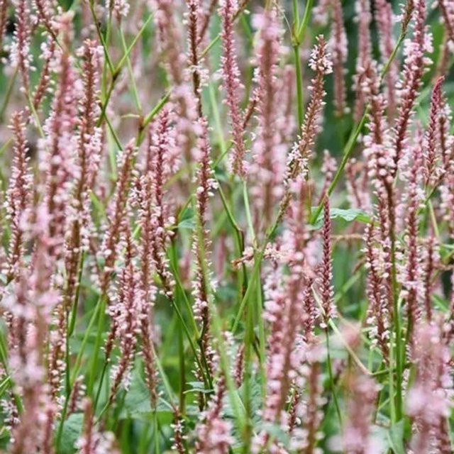 6er Set Arborix Kerzenknöterich Persicaria amplexicaulis Rosea mit rosa Blüten, mehrjährige Gartenpflanze im 9cm Topf - Bild 1