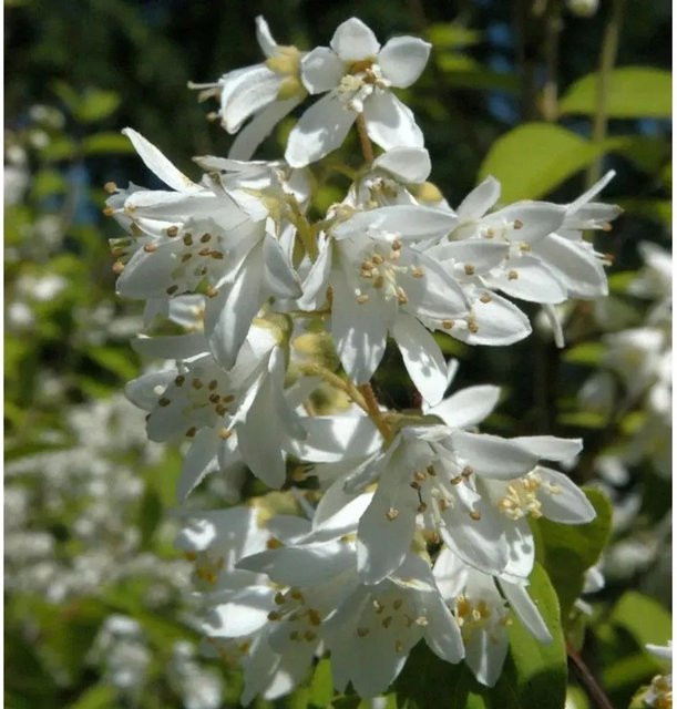 Hoher Sternchenstrauch Deutzia magnifica in Weiß, 40-60 cm Höhe - Bild 1