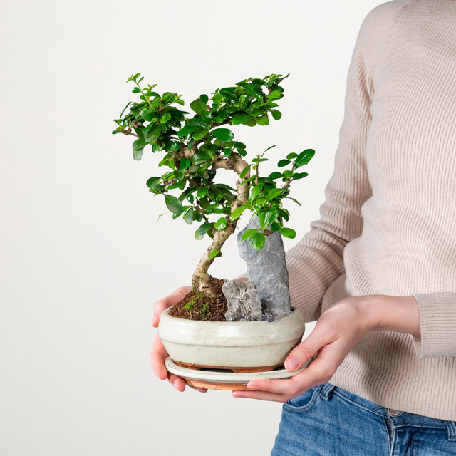 BLUME2000 Funkientee Bonsai Landscape in Grün, Tischdeko S - Bild 1