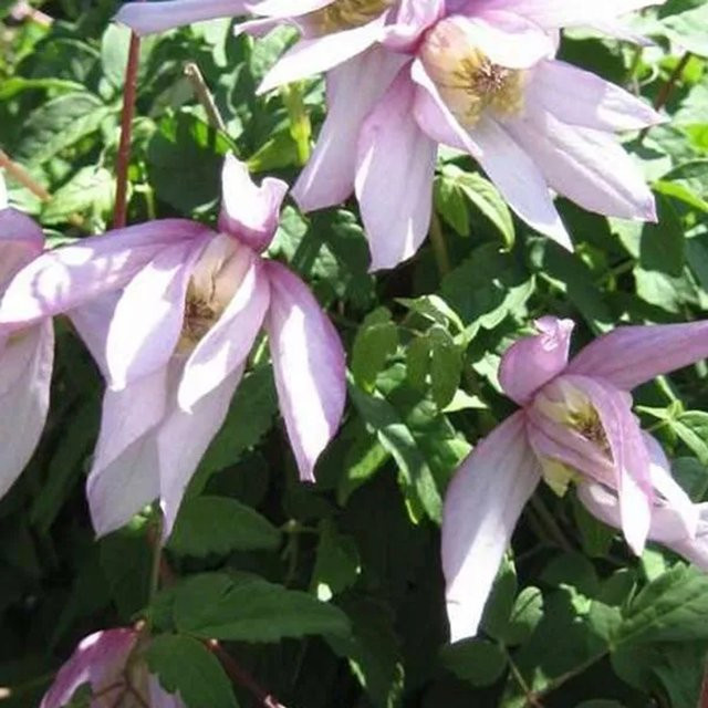 Clematis Waldrebe Pink Flamingo von arborix mit rosa Blüten im Container, Höhe: 50 bis 60 cm - Bild 1
