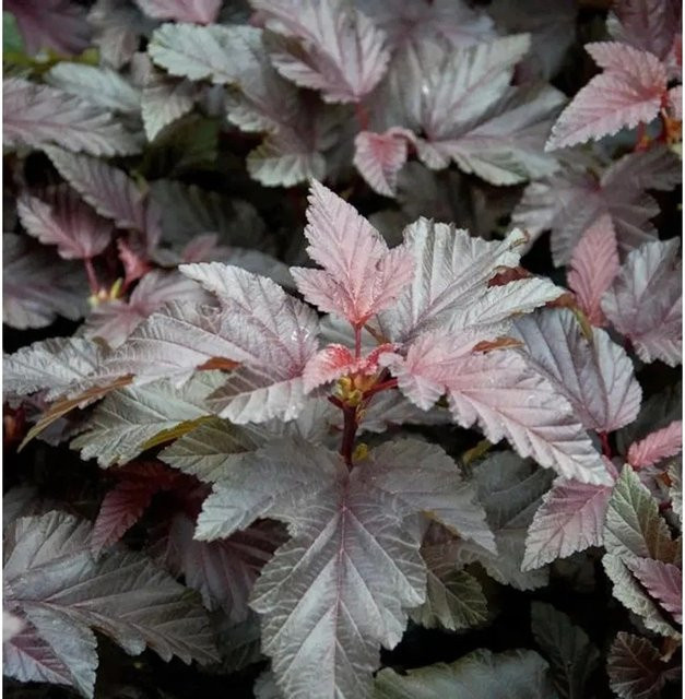 Physocarpus opulifolius Blasenspiere Lady in Red rote Zierstrauch Pflanze von Nr-01.de - Bild 1