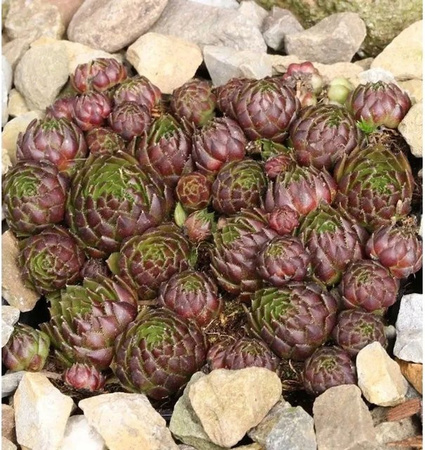 Kugelige Wirbel Steinwurz Jovibarba sobolifera als grüner Bodendecker für den Garten