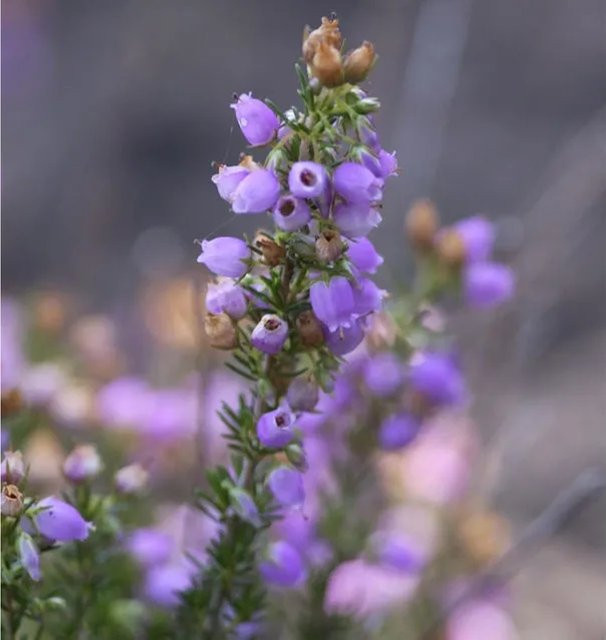 10x Erica cinerea Grauheide in lila, mehrjährige Staude für Balkon und Balkonkasten - Bild 1