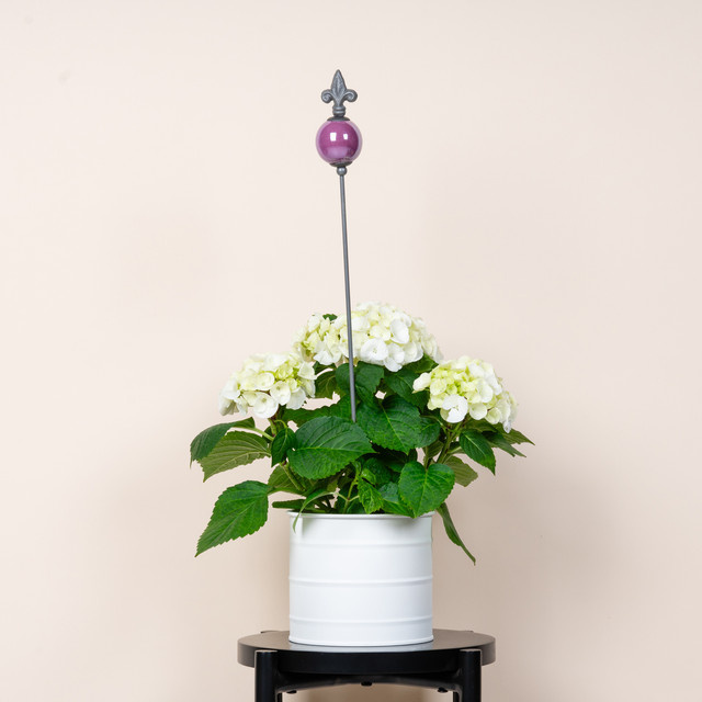 Keramikstecker Kugel von BLUME2000 in Flieder - Bild 1