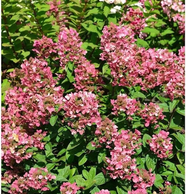 Rispenhortensie Petite Star Hydrangea paniculata in Weiß, Pink und Rot von Nr-01.de, Höhe: 40-60 cm - Bild 1