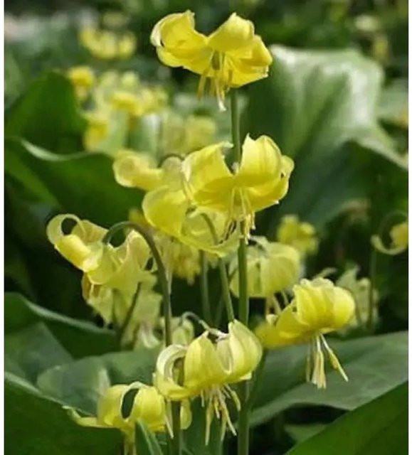Erythronium tuolumnense Stern Hundszahn Lilie Pagode als mehrjährige Gartenpflanze - Bild 1