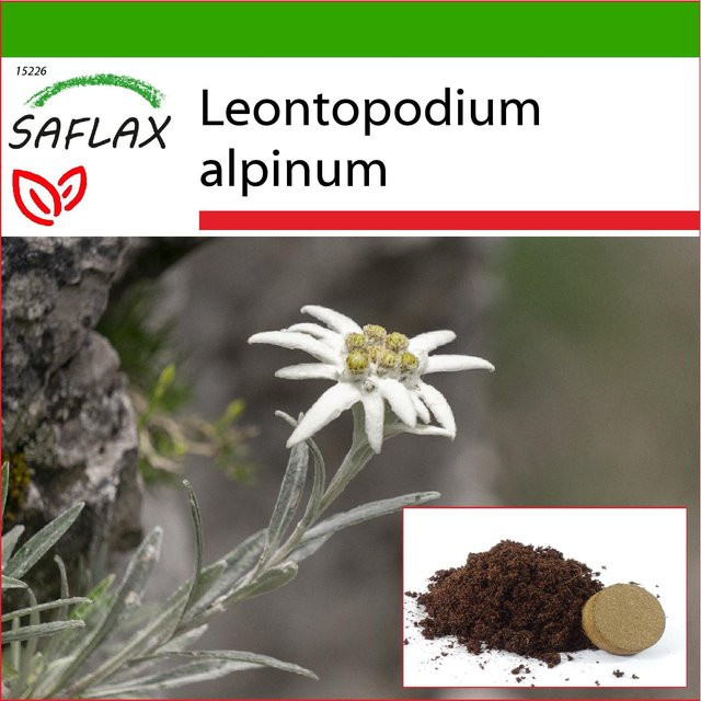 SAFLAX Edelweiss Samen Set mit Topfsubstrat für Leontopodium alpinum, 500 Stück - Bild 1
