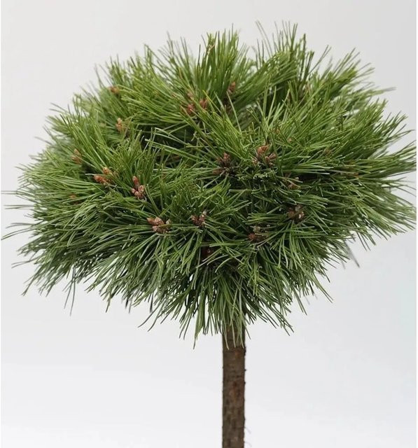 Kompakte Kugelkiefer Varella Pinus mugo als Hochstamm von Nr-01.de in Grün - Bild 1