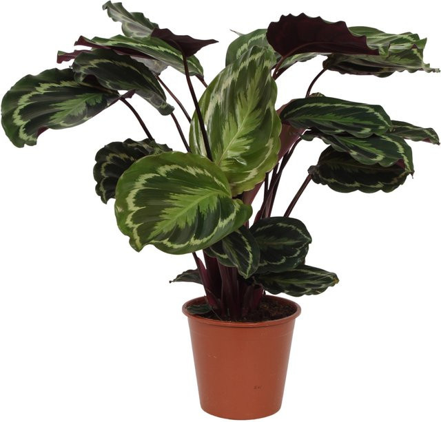 GROW by OBI Calathea Zimmerpflanze in Weinrot, Violett und Grün, Topf-Ø: 19 cm, Höhe: 80 cm - Bild 1