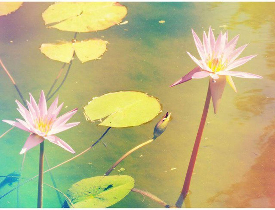 FIYO Diamond Painting Set Lotus im Pool mit Rundbohrungen, Mehrfarbig, B/H: 20 x 30 cm - Bild 1