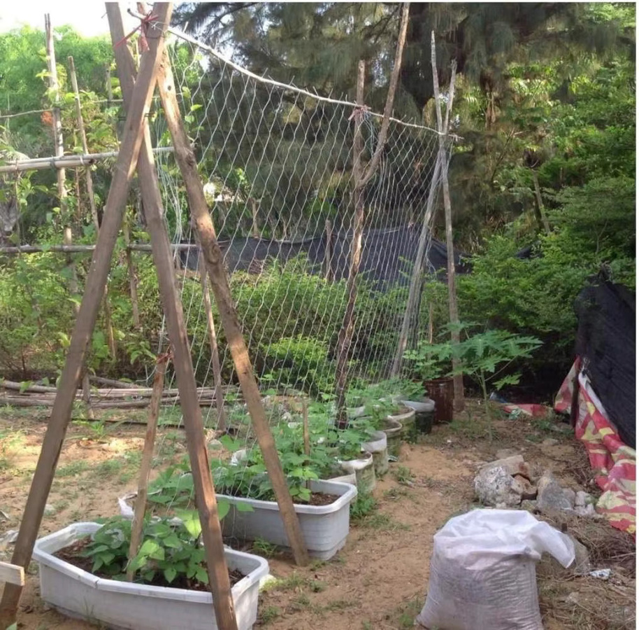 Kletternetz aus Polyester in Weiß als Rankhilfe für Gartenpflanzen wie Tomaten, Bohnen und Trauben - Bild 2