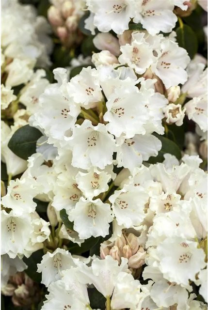 Rhododendron Williamsianum Gartendirektor Rieger in Rosa und Weiß, Höhe: 65 cm - Bild 1