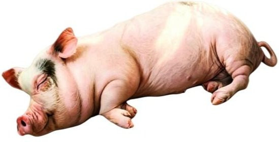 Yiran toy Schlafendes Schwein Plüschtier, Rosa, 60cm - Bild 1