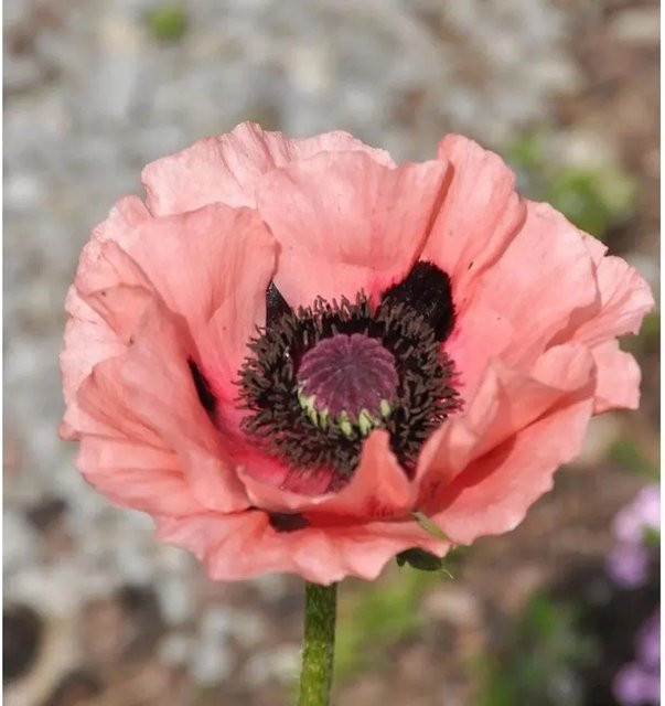 Türkischer Mohn Wunderkind Papaver orientale als mehrjährige Pflanze für Garten und Beet - Bild 1