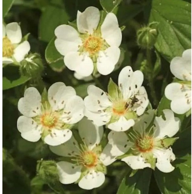 Teppich Fingerkraut Nuuk Potentilla tridentata als Bodendecker für den Garten - Bild 1