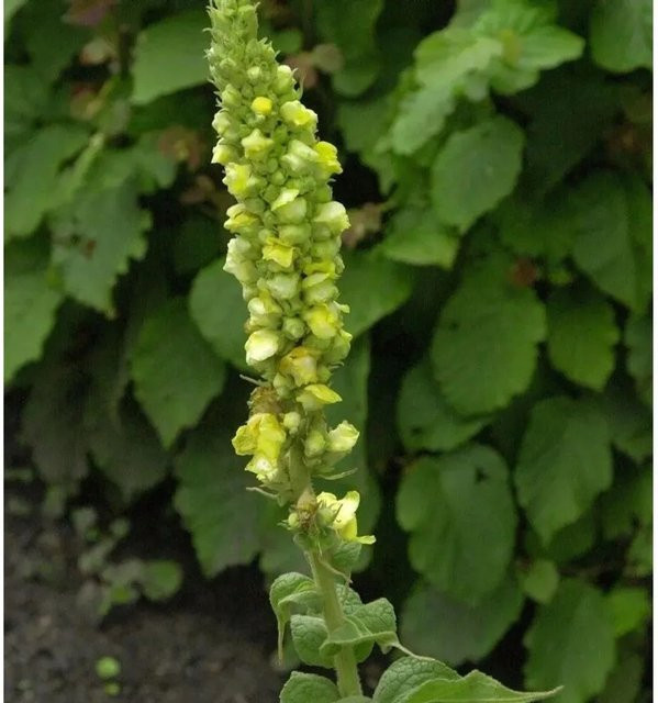 Kleinblütige Königskerze Verbascum thapsus gelbe Staude von Nr-01.de - Bild 1
