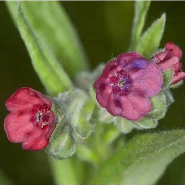 Gewöhnliche Hundszunge Cynoglossum officinale Strauch - Bild 1