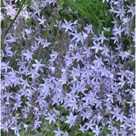Campanula poscharskyana Glockenblume Blue Gown blau mehrjährige Gartenpflanze