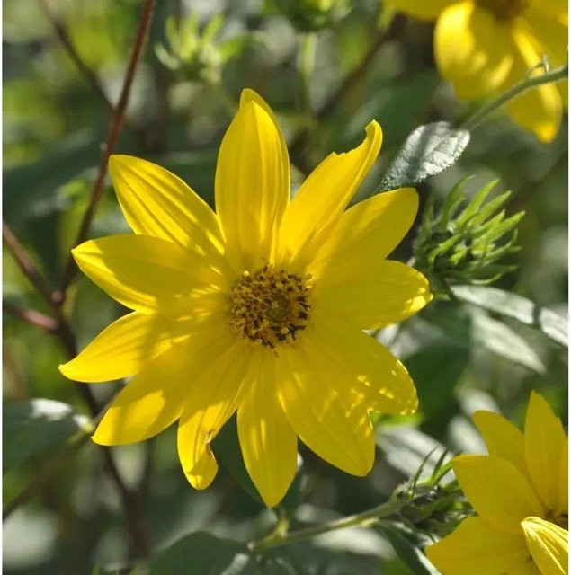 Helianthus microcephalus Kleinköpfige Sonnenblume gelbe Staude für den Garten - Bild 1