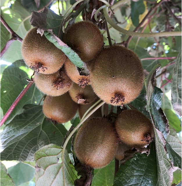 Kiwi Hayward Actinidia arguta Weibliche Beerenstrauch Pflanze in Grün und Braun Höhe: 60 - 80 cm - Bild 1