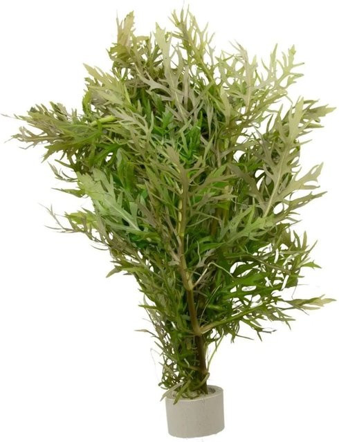 Dennerle Plants Indischer Wasserstern Hygrophila difformis in grün, Topf-Ø: 3 cm - Bild 1