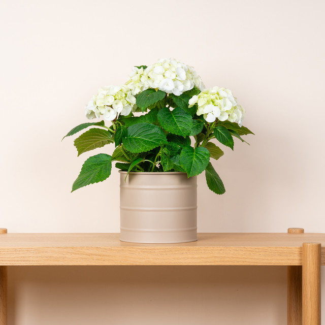 BLUME2000 Übertopf Ölfass aus Metall in Braun, Höhe: 17 cm, Breite: 15 cm, Tiefe: 15 cm - Bild 1
