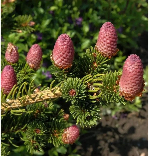 Zapfenfichte Lucky Strike Picea pungens blau-grün für den Garten, Höhe: 40-50 cm - Bild 1