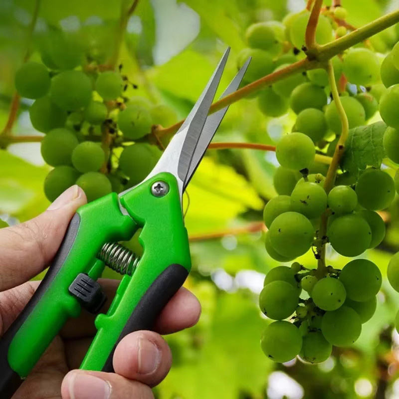 Gartenschere aus Metall in Rot für die Gartenarbeit und zum Beschneiden von Bonsai oder Obstpflanzen - Bild 2