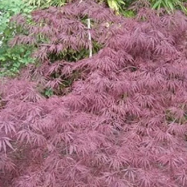 Arborix Fächerahorn Inaba-shidare Acer palmatum mit hängendem Wuchs, rot-purpurfarben, 40 bis 50 cm im Container - Bild 1