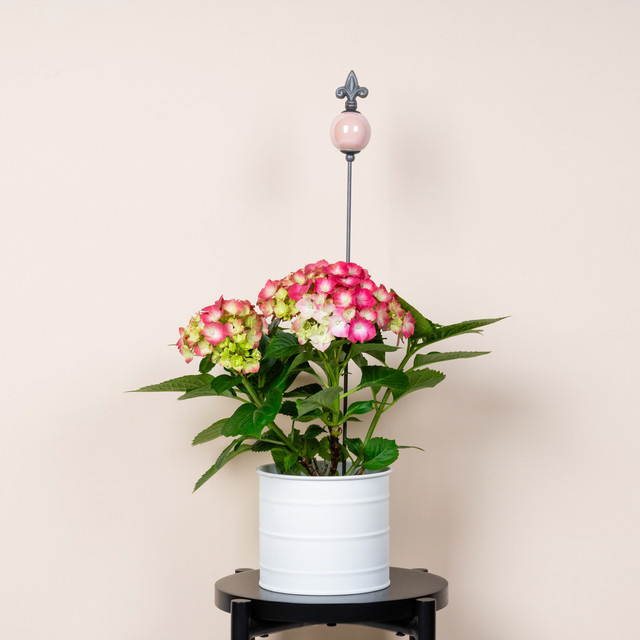 Keramikstecker Kugel von BLUME2000 in Pink und Anthrazit - Bild 1