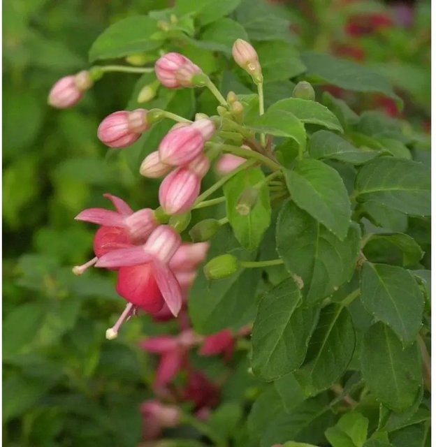 Fuchsia Galadriel Fuchsia magellanica in Pink als mehrjährige Gartenpflanze im Topf - Bild 1