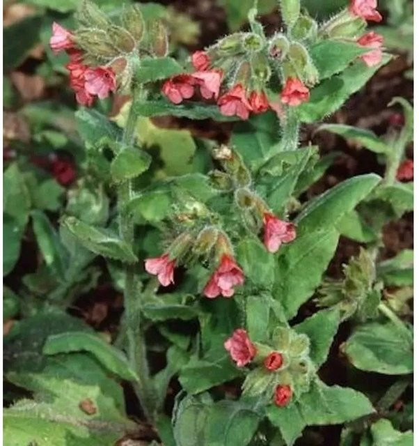 Lungenkraut Salmon Glow Pulmonaria rubra pink von Nr-01.de als mehrjährige Gartenpflanze - Bild 1