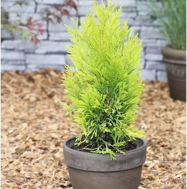 Gelber Lebensbaum 4ever Goldy Thuja plicata von Nr-01.de, goldgelbe Solitärpflanze für den Außenbereich - Bild 1